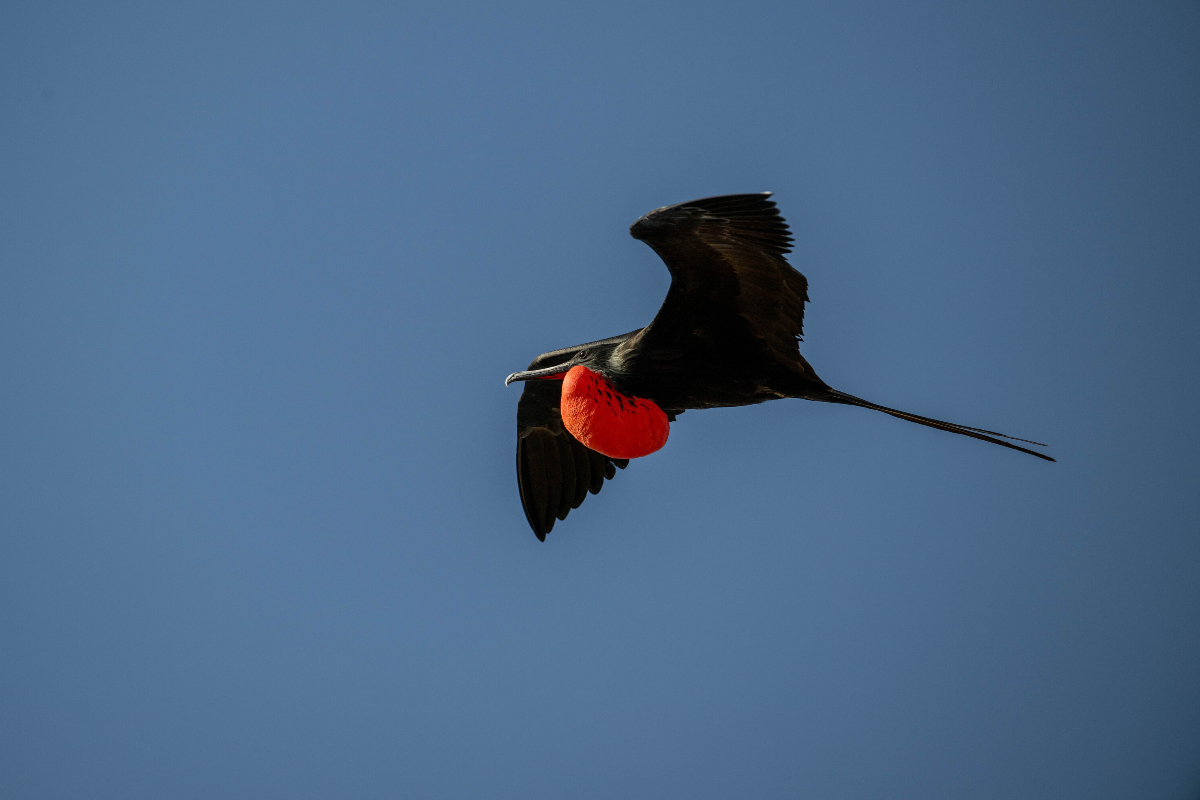 Frigatebird In The Galapagos By Sarah Marshall 1217