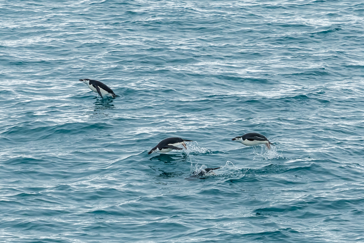 Antarctica Poseidon Expeditions