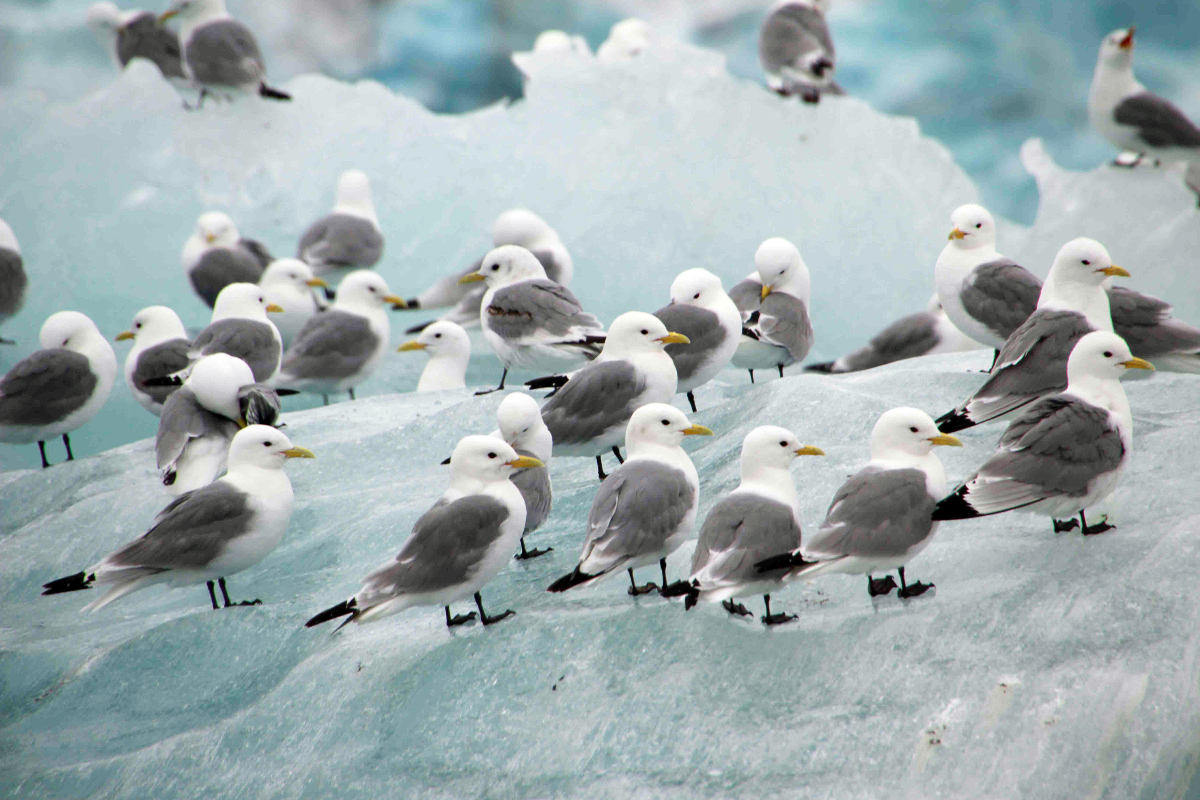 Gadventures Arctic Norway (1)