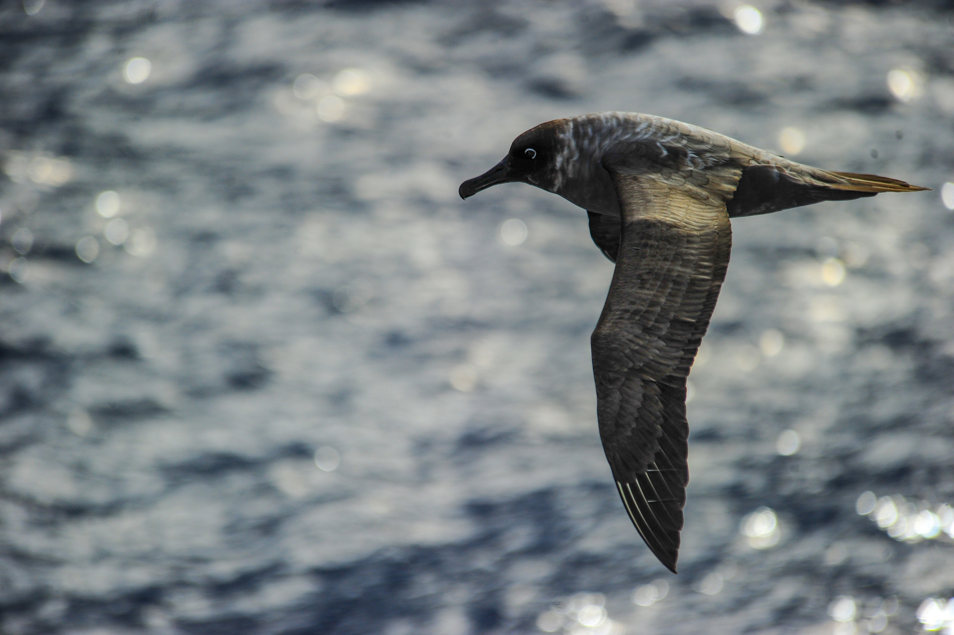 Albatross and giant petrel over the Drake Passage
