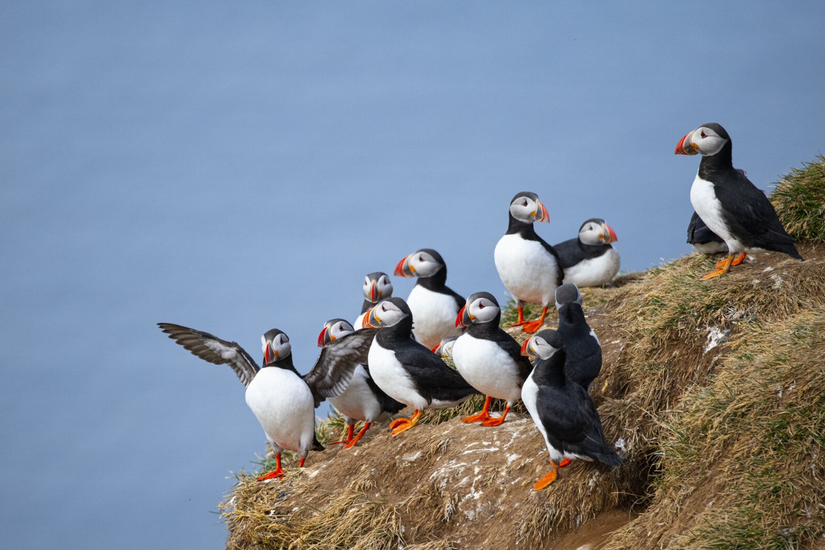 Puffins In Iceland Macareux Moines Grimsey Island PONANT
