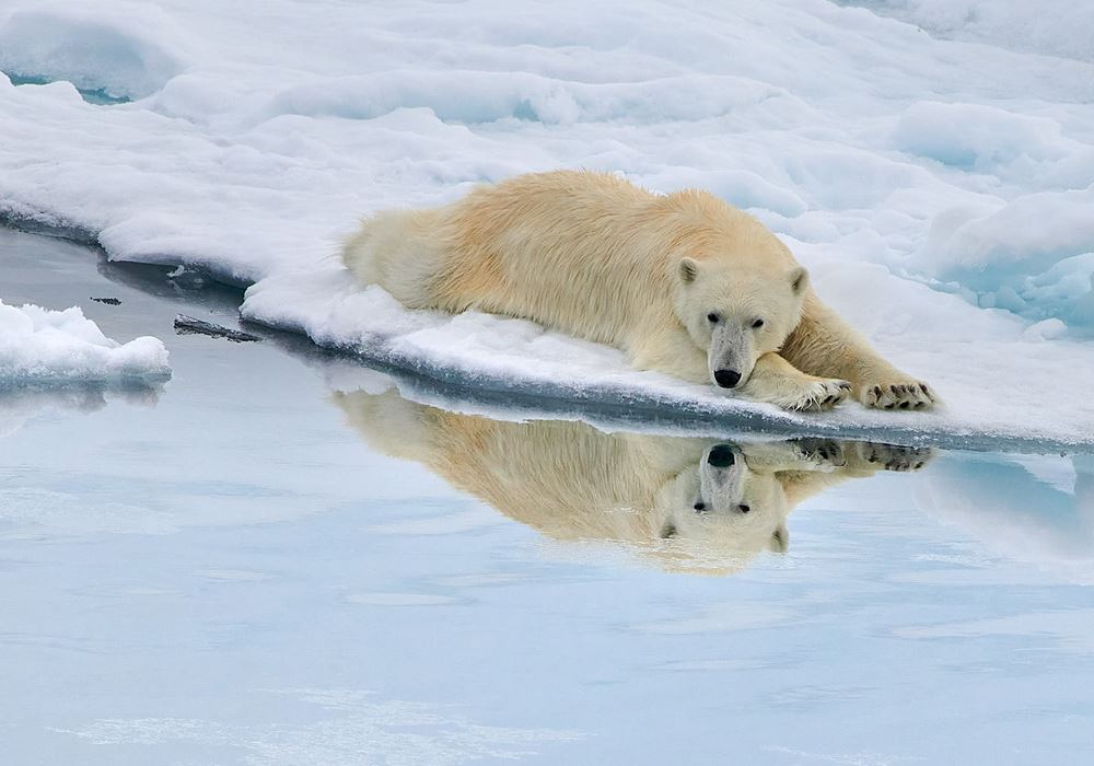 Polar bear on Arctic sea ice