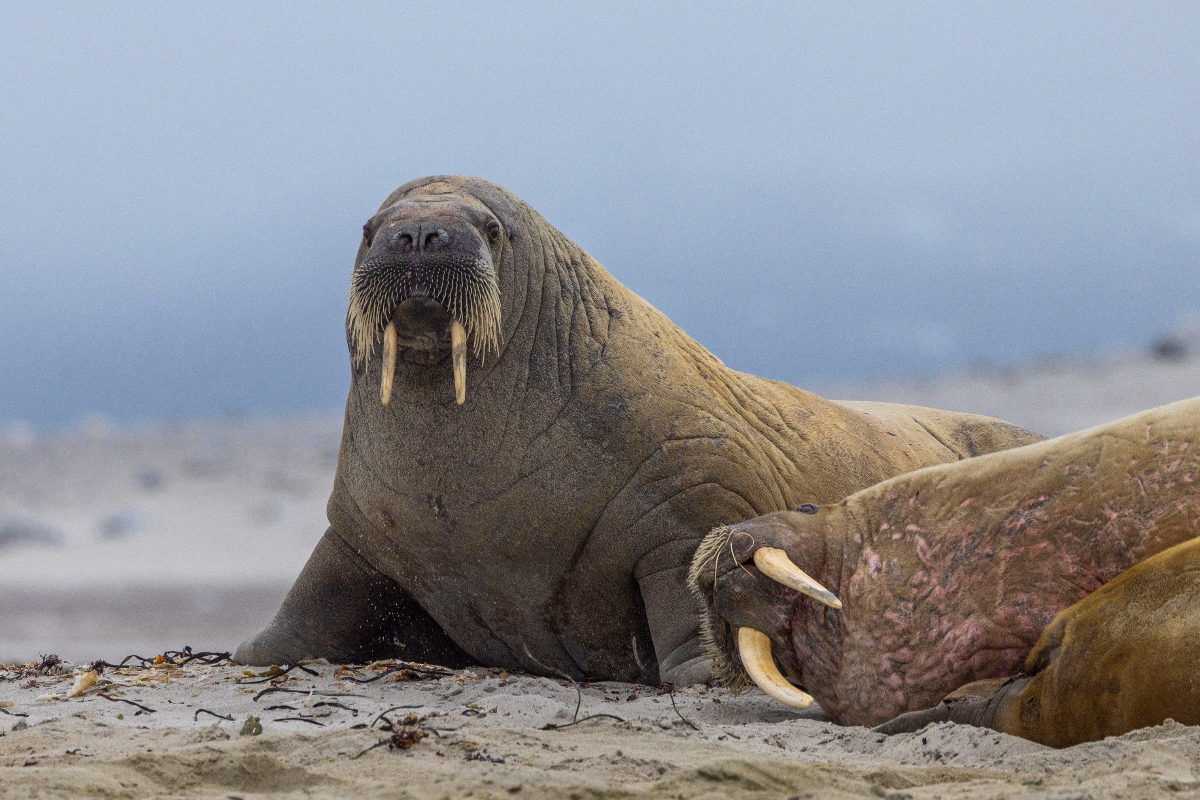 Walrus Magdalenefjorden Svalbard Adrian Wlodarczyk