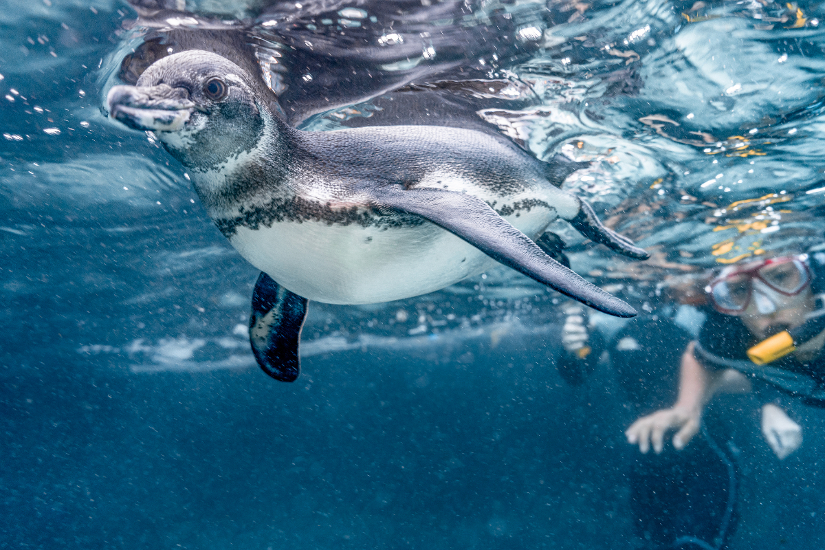 LEX Ecuador Galapagos Islands Lindblad
