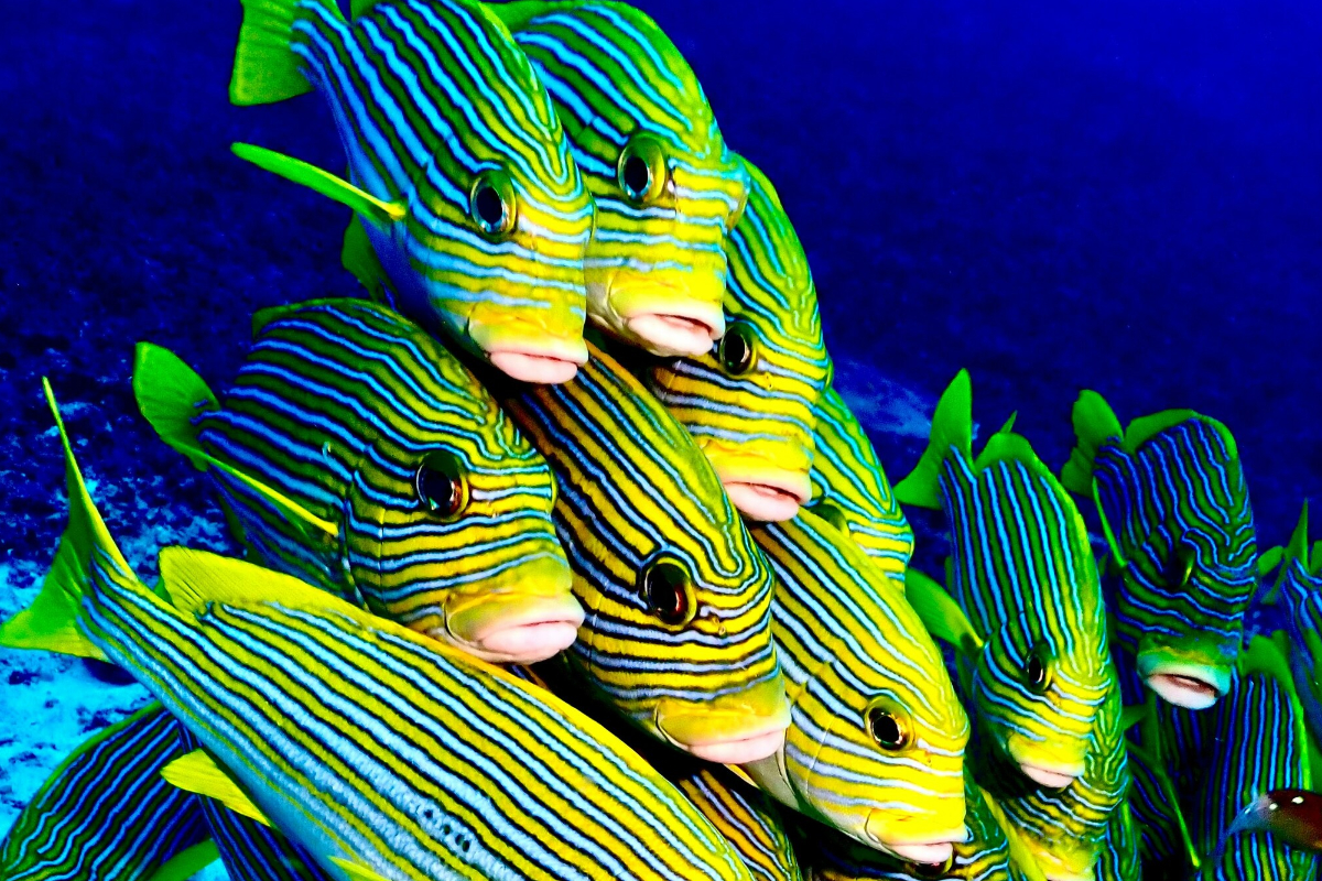 School Of Fish Raja Ampat Unsplash