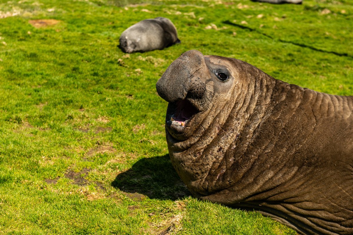 Grytviken Elephant Male Seal South Georgia 2334