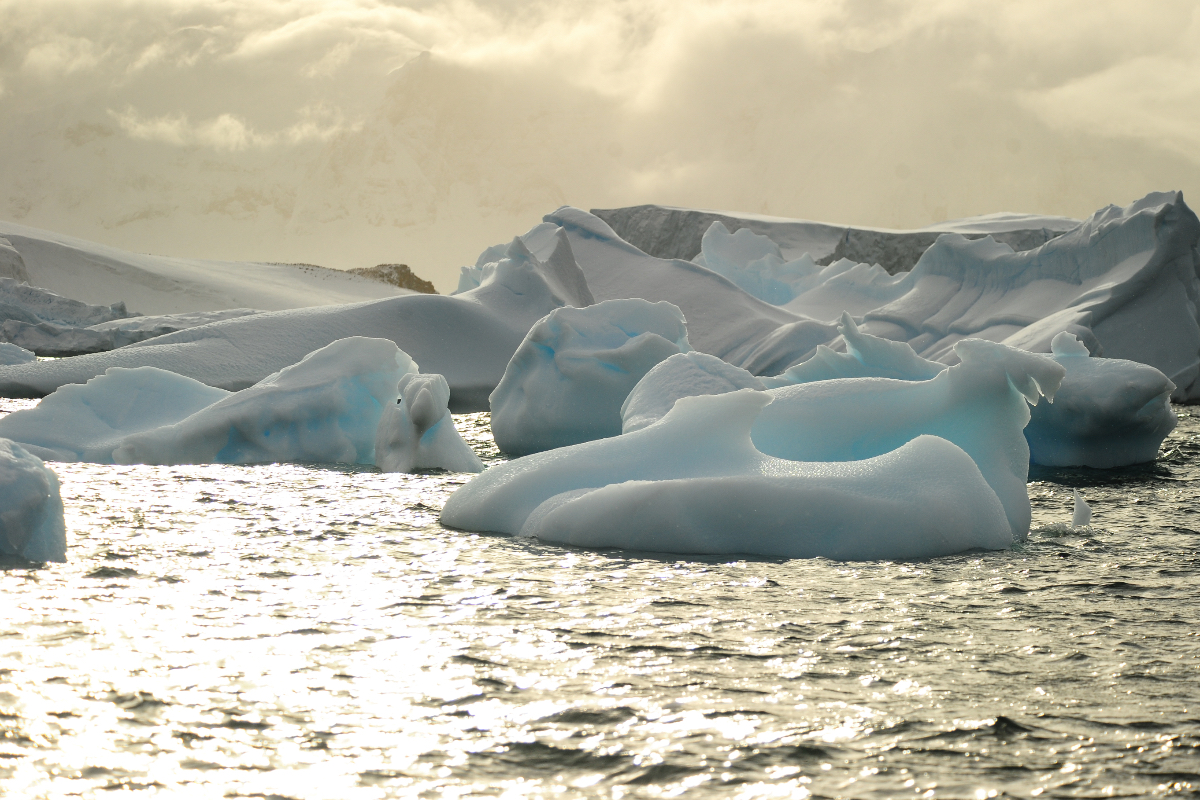 Cuverville Island Sea Ice 476
