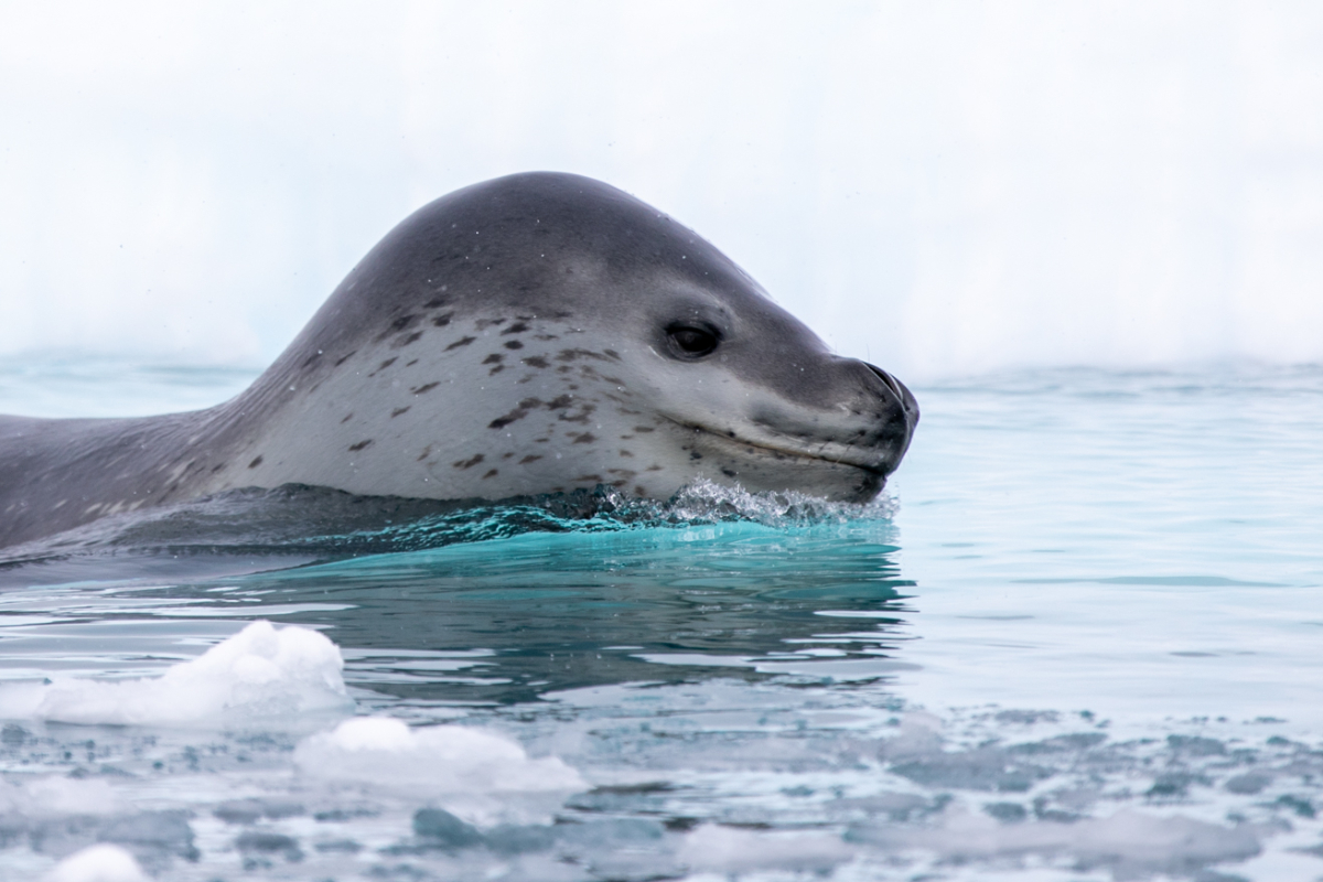 Antarctica36 Leopard Seal Jamie Lafferty 774