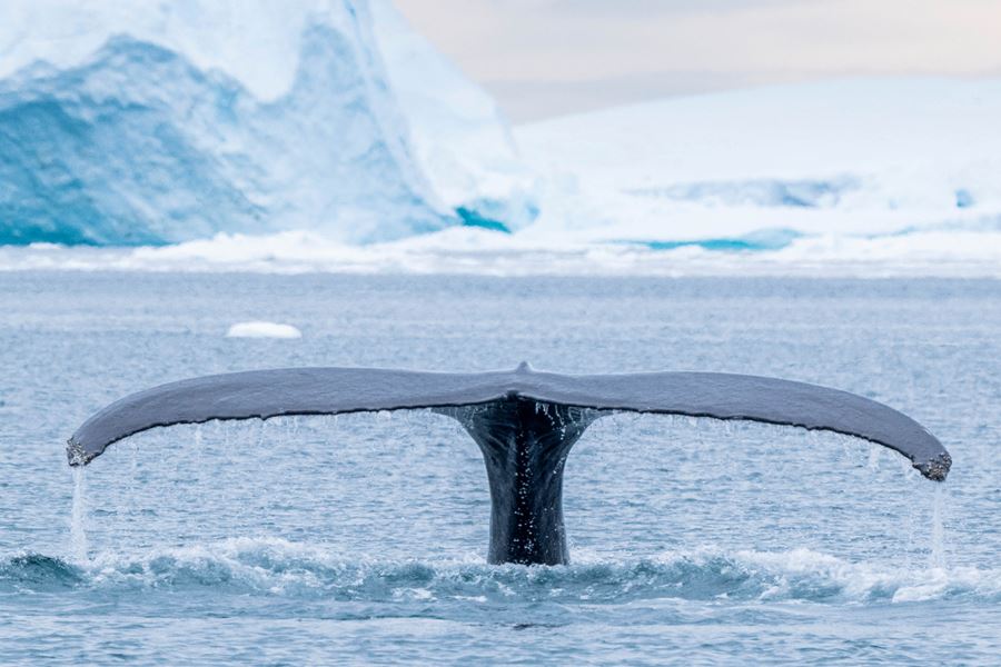 Humpback whale in Greenland