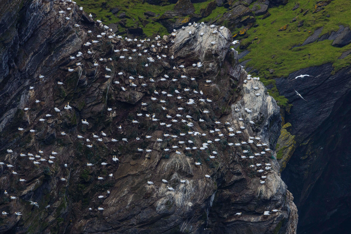 Hermaness Shetland Islands Scotland Adrian Wlodarczyk
