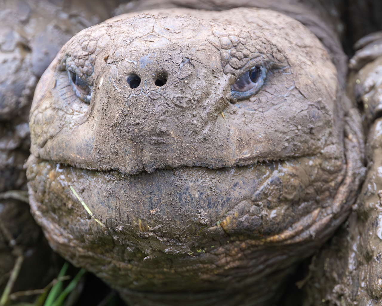 Galapagos Giant Tortoise Galapagos Mike Unwin 1789