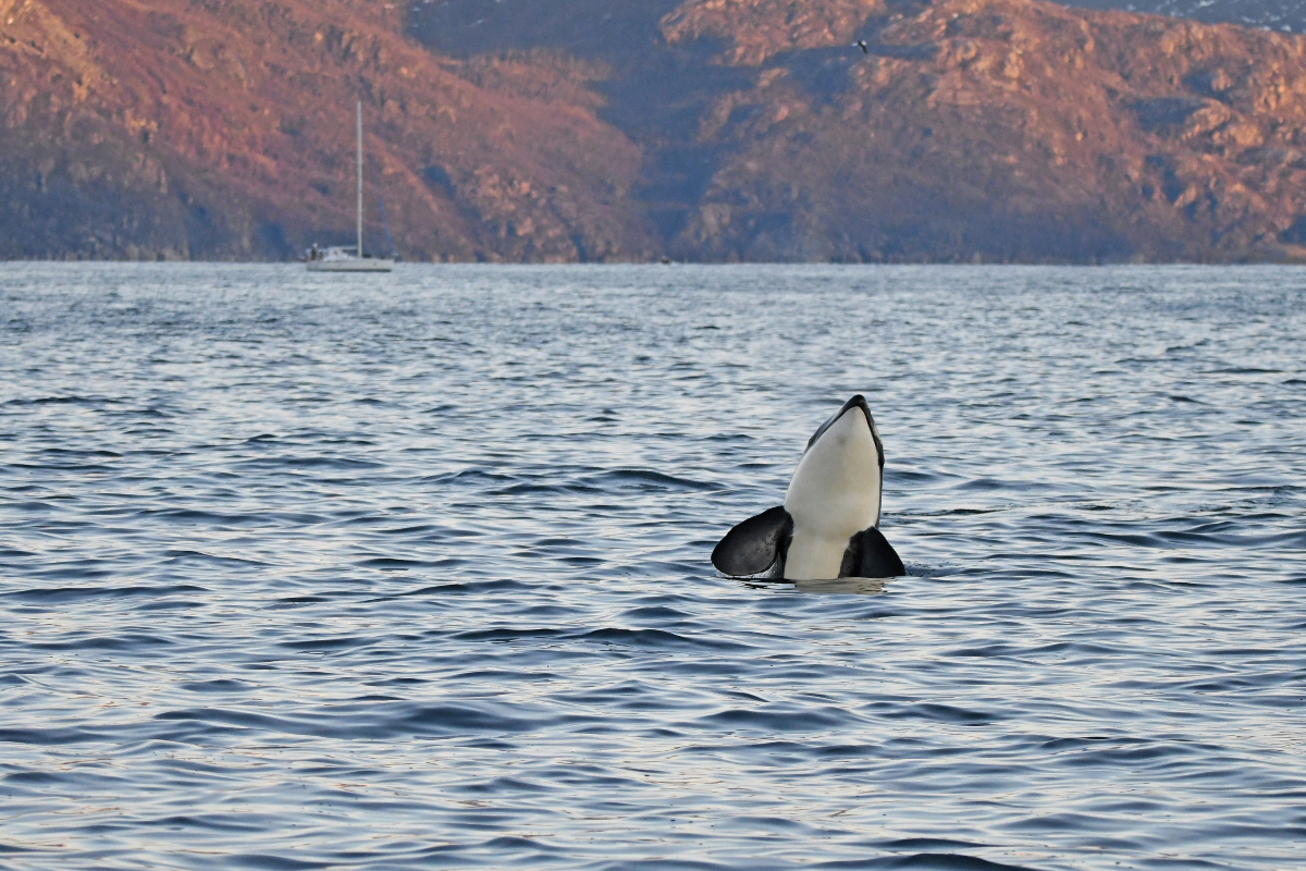 Orca In Arctic Norway Whale Watching Trip