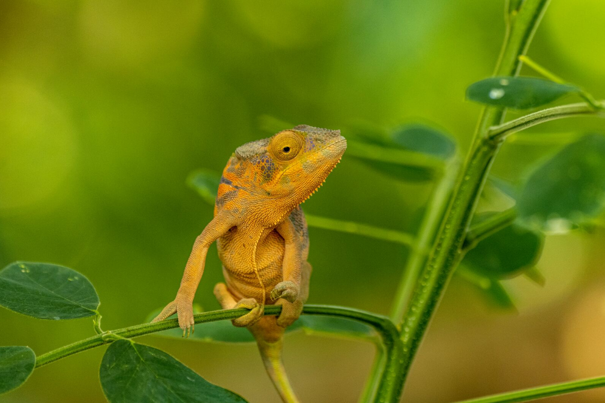 Madagasgar Cameleon Forets Humides Espece Arboricole Ponant