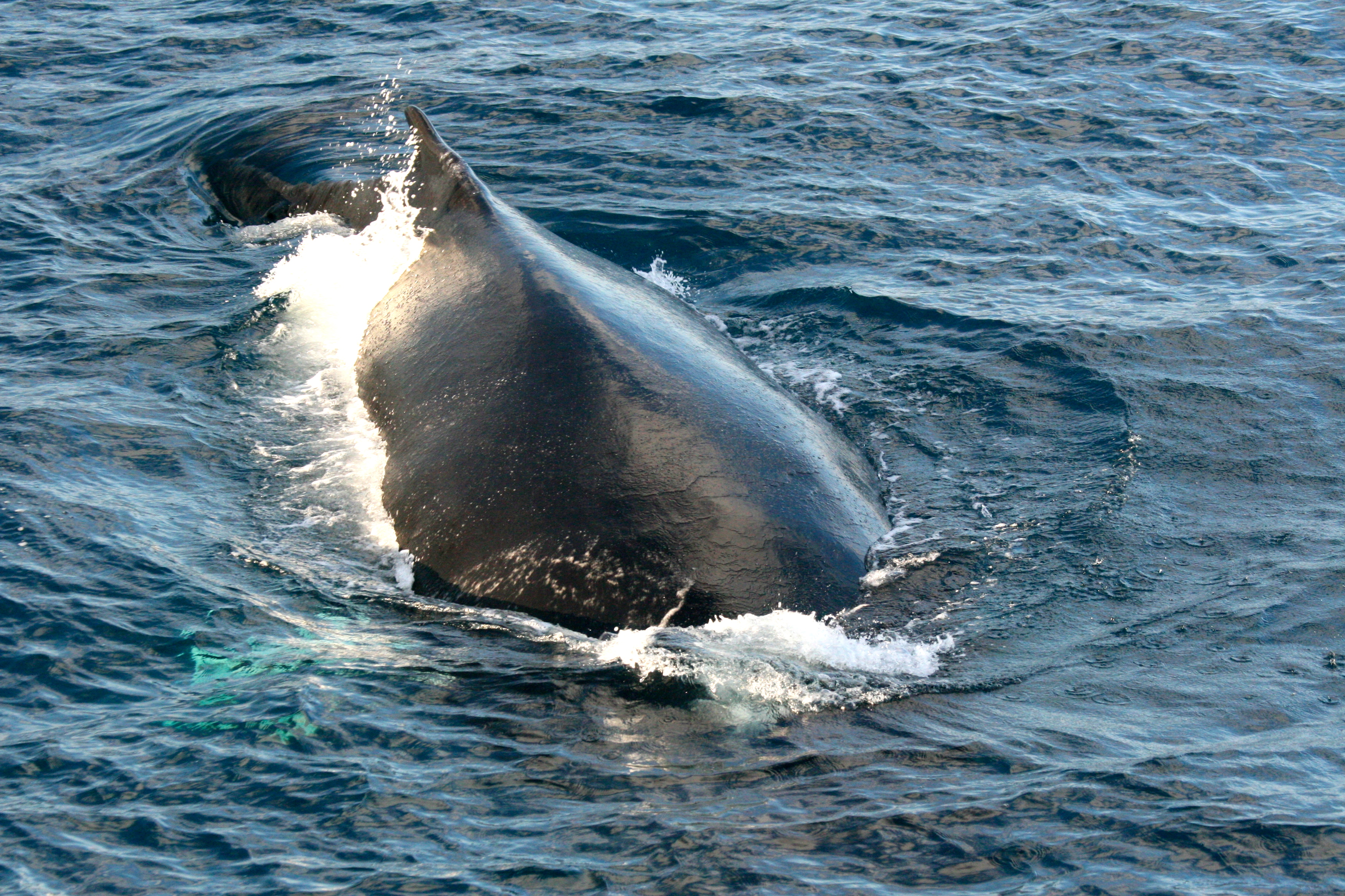 Humpback Whale 2