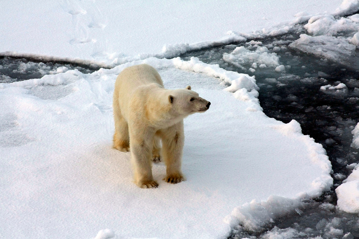 Gadventures Arctic Norway