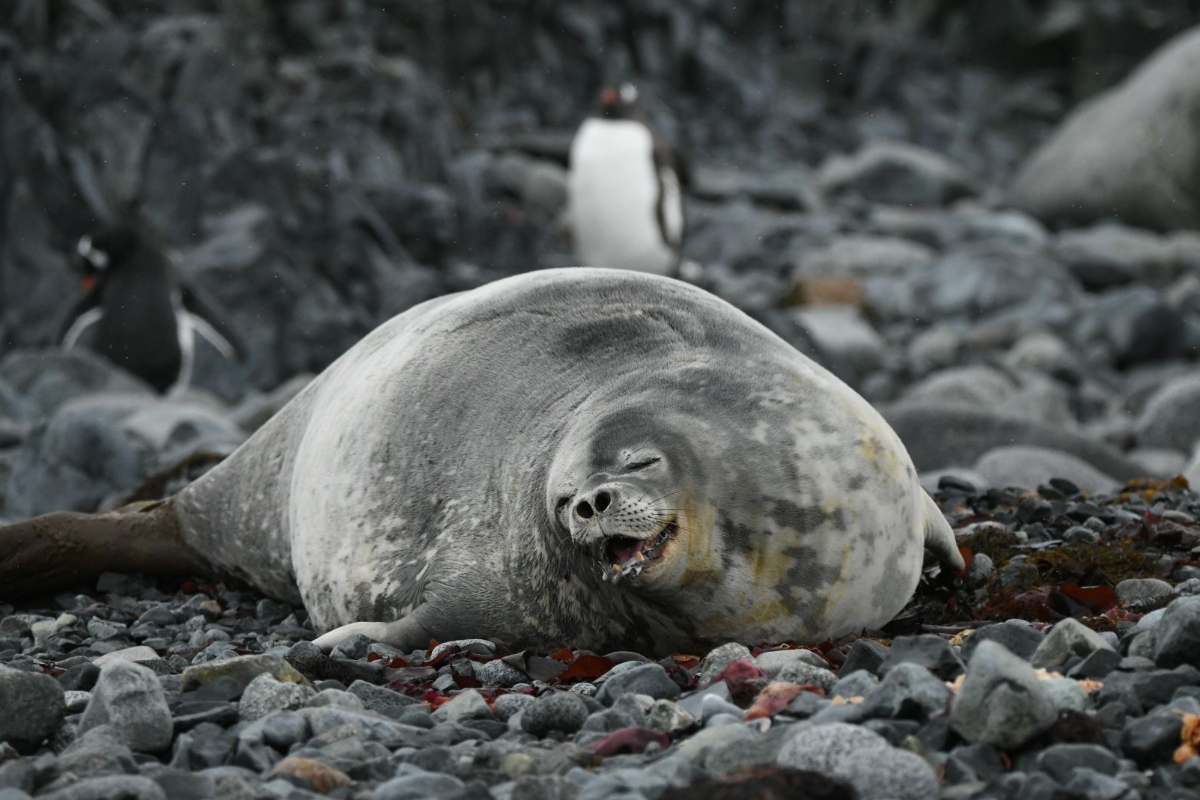 Weddell Seal On Antarctic Peninsular Half Moon Island 3298