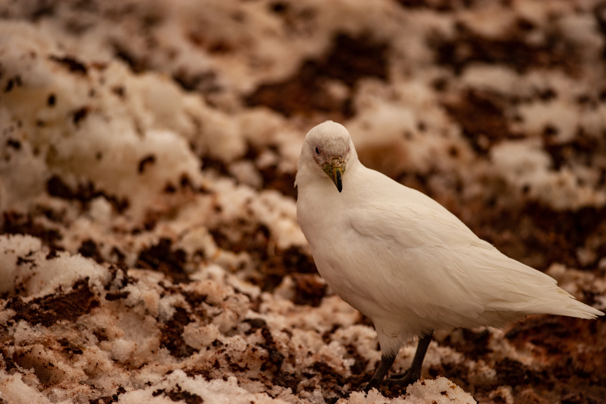 Snowy Sheathbill By Mark Stratton