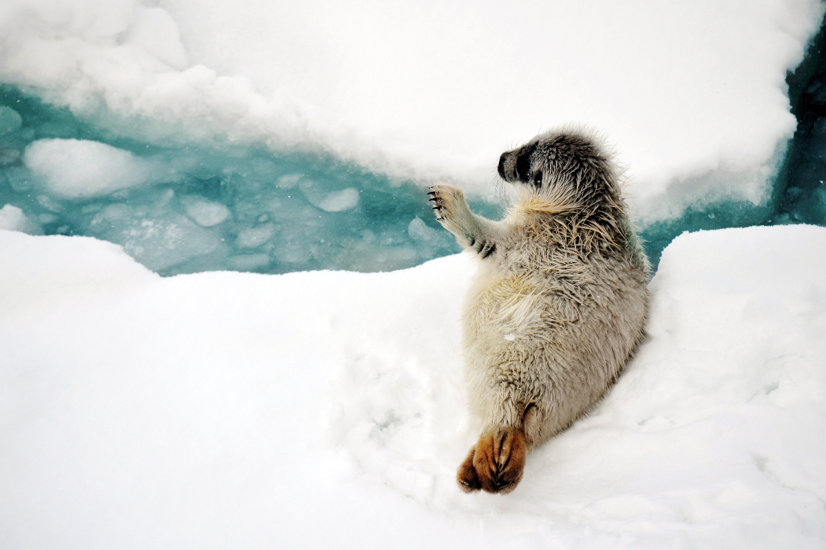 Seal Pup In Svalbard
