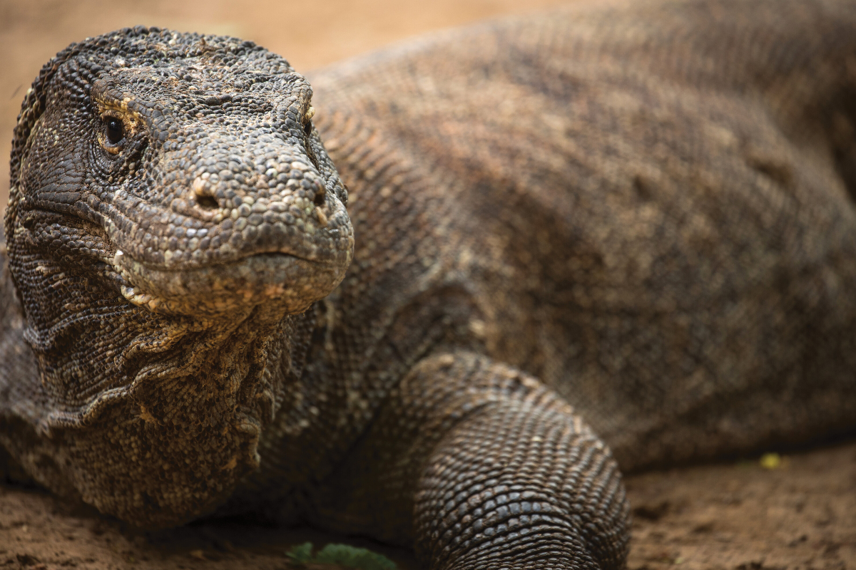 SSC Komodo Dragon Indonesia Silversea