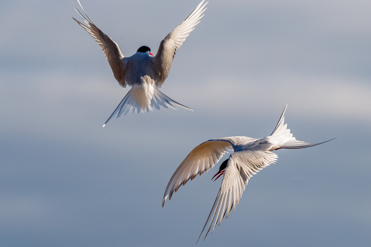NICKYSOUNESS Arctic Ocean Atlantic Svalbald Poolepynten Birds Arctic Terns Quark