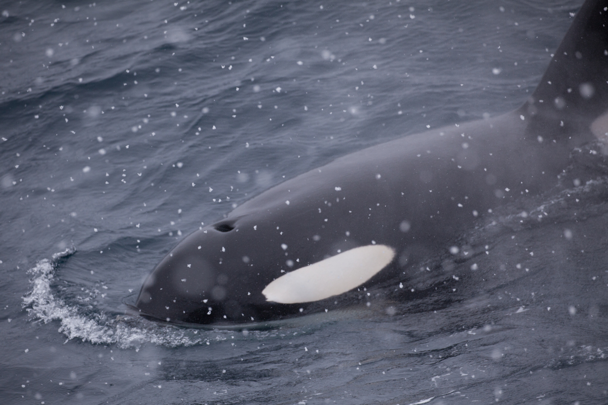 Quark Expeditions Antarctica Orca Acaciajohnson