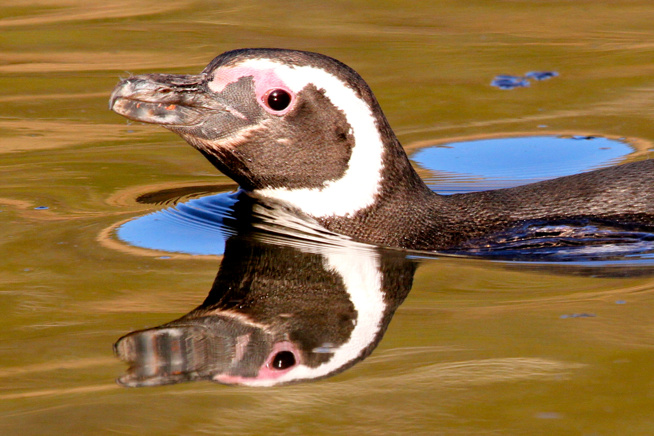 Magellanic Penguin 3
