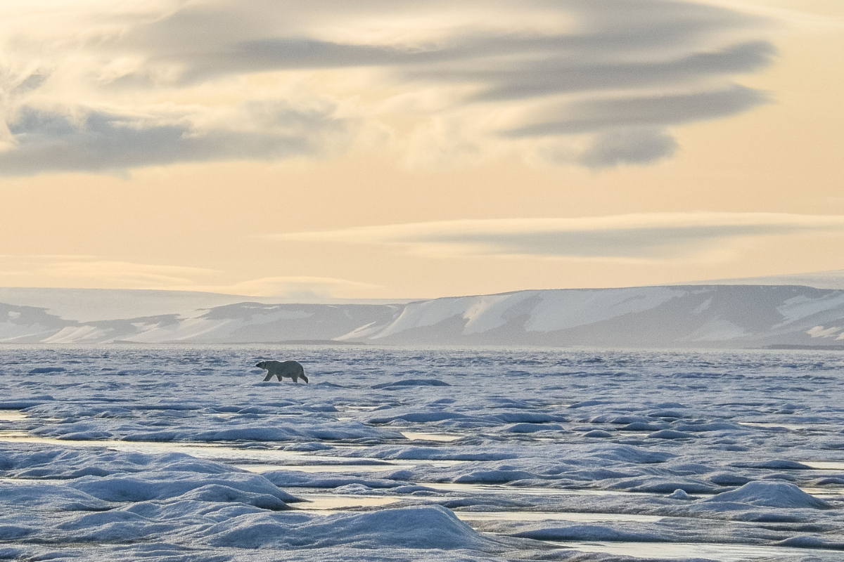 Polar Bear On Pack Ice Polarquest (zoomed in)