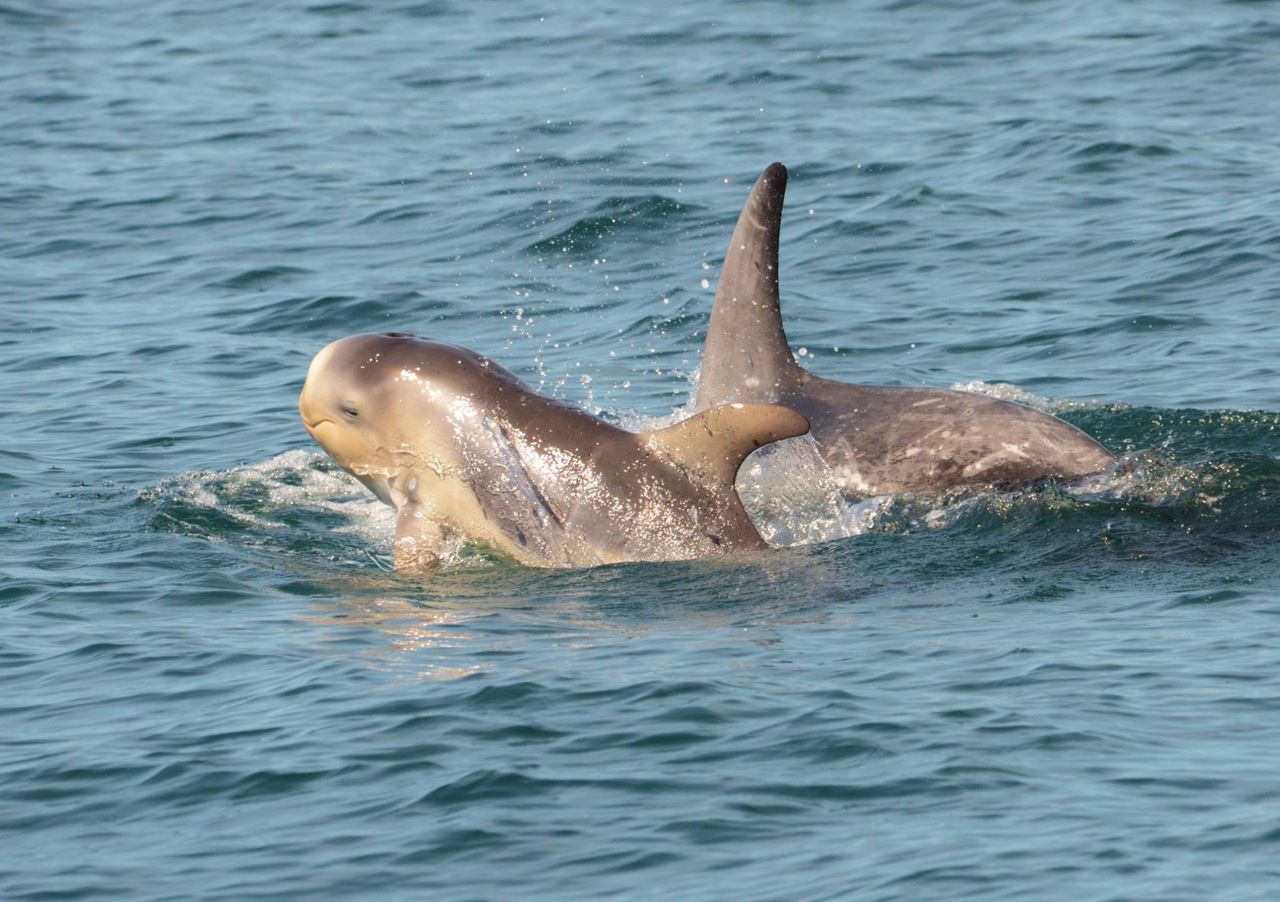 Risso's Dolphins