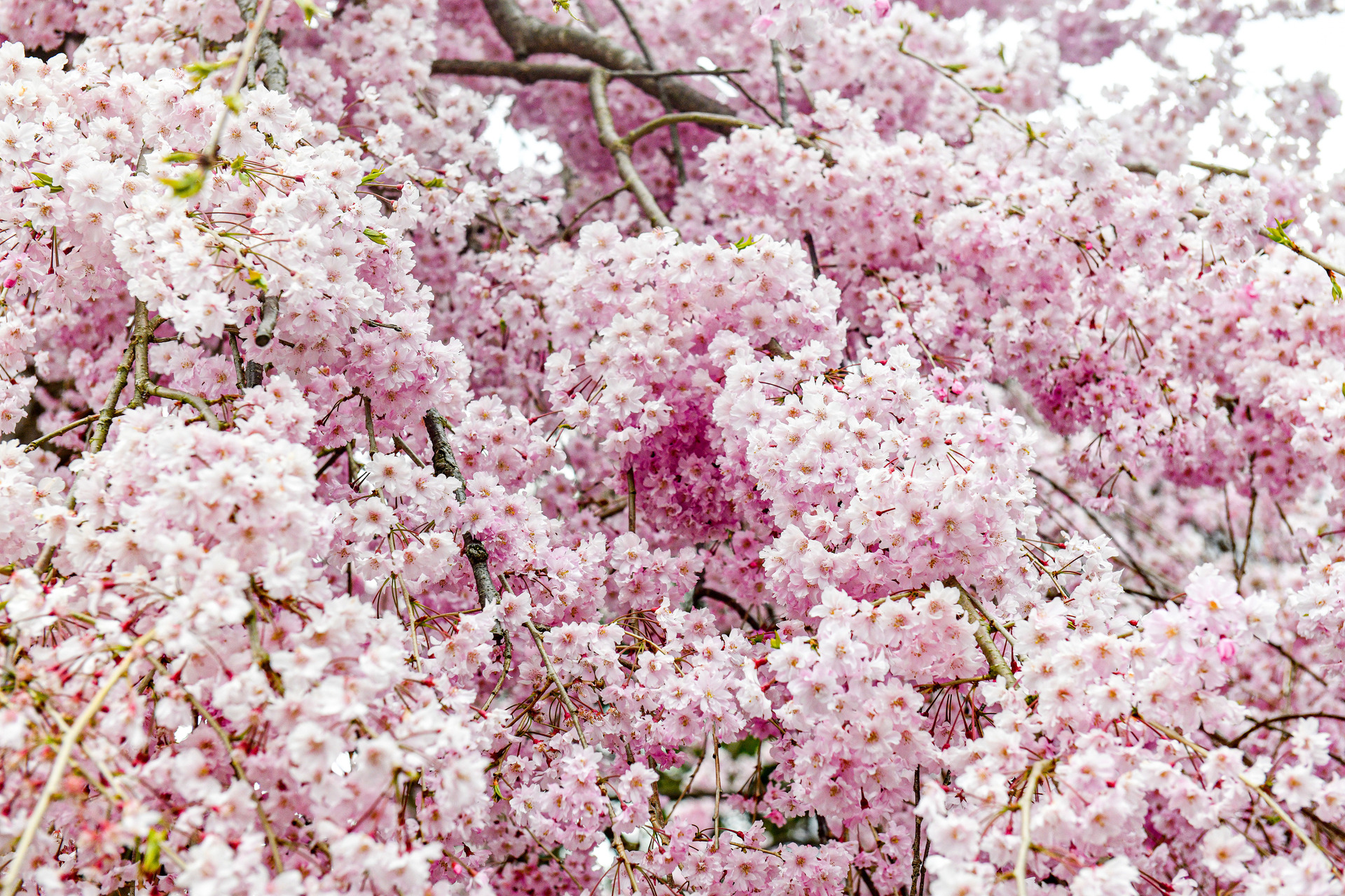 Japan Cherry Blossom ©Studioponant Thibault Garnier