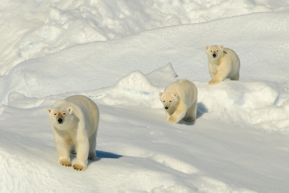 Polar Bear In Greenland Sea Pack Ice