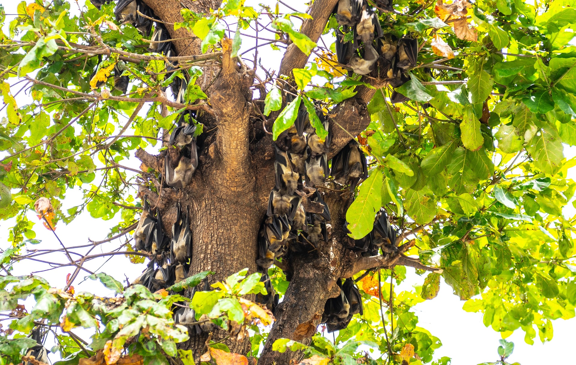 West Africa Freetown Fruitbats 1 344