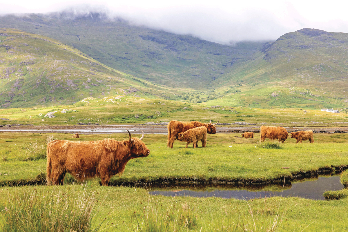 LEX Scotland Highland Cows