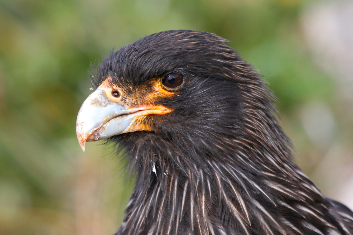 Striated Caracara Falklands By Mike Unwin