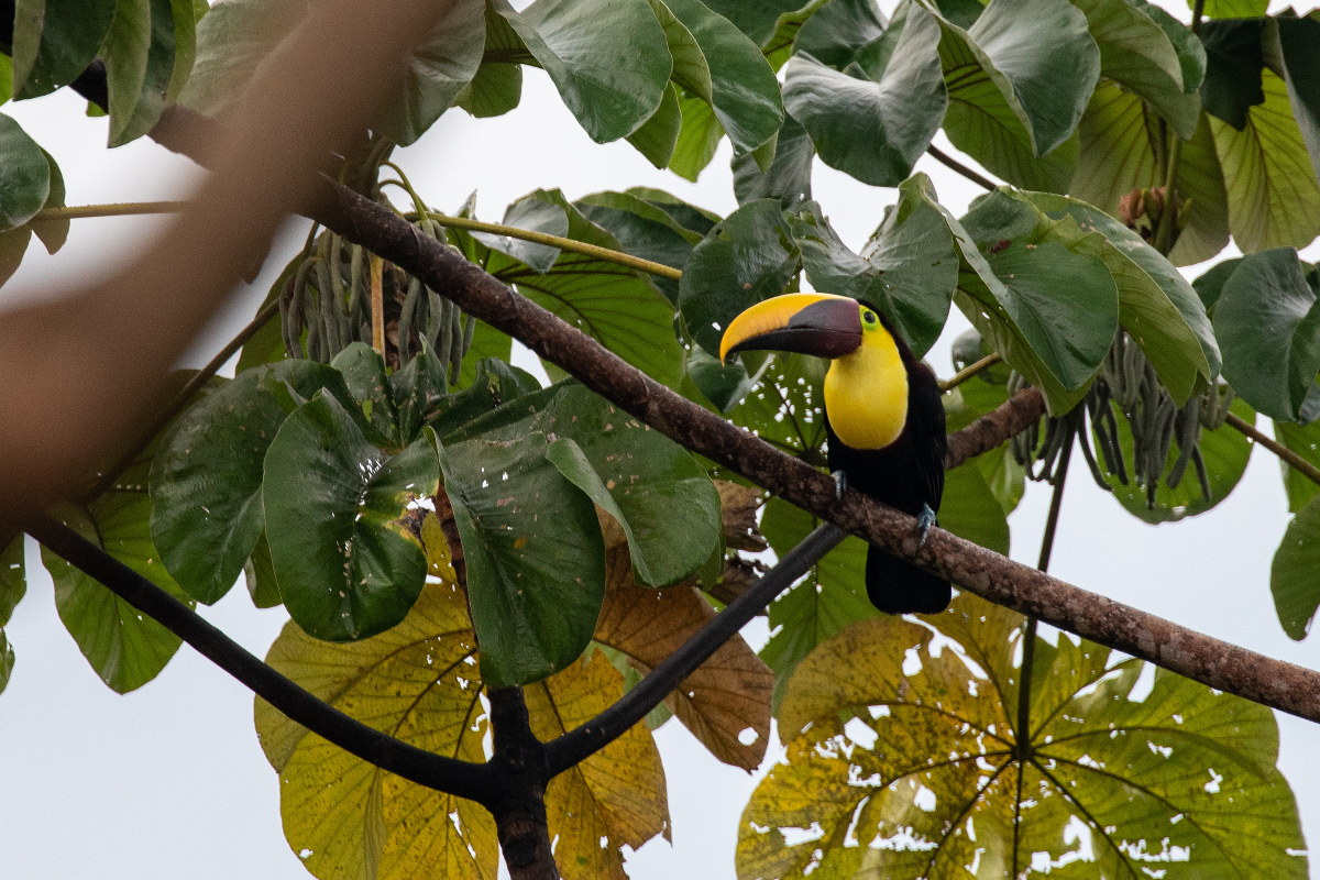 5C2A0644 Toucan Jamie Lafferty Costa Rica 1073