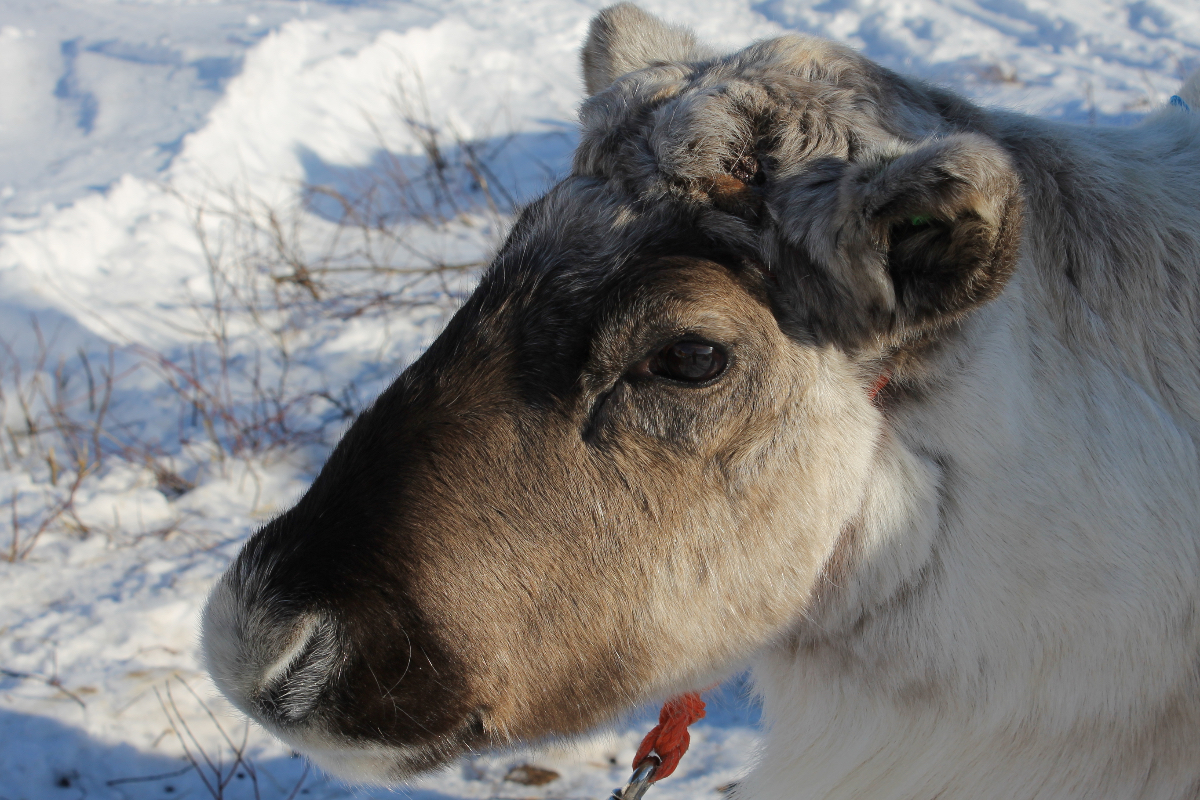 Young Reindeer Norway