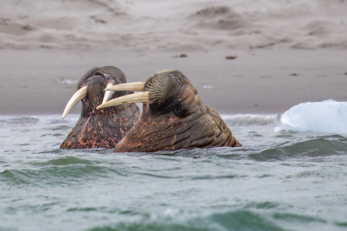Walrus Svalbard Albatros Expeditions