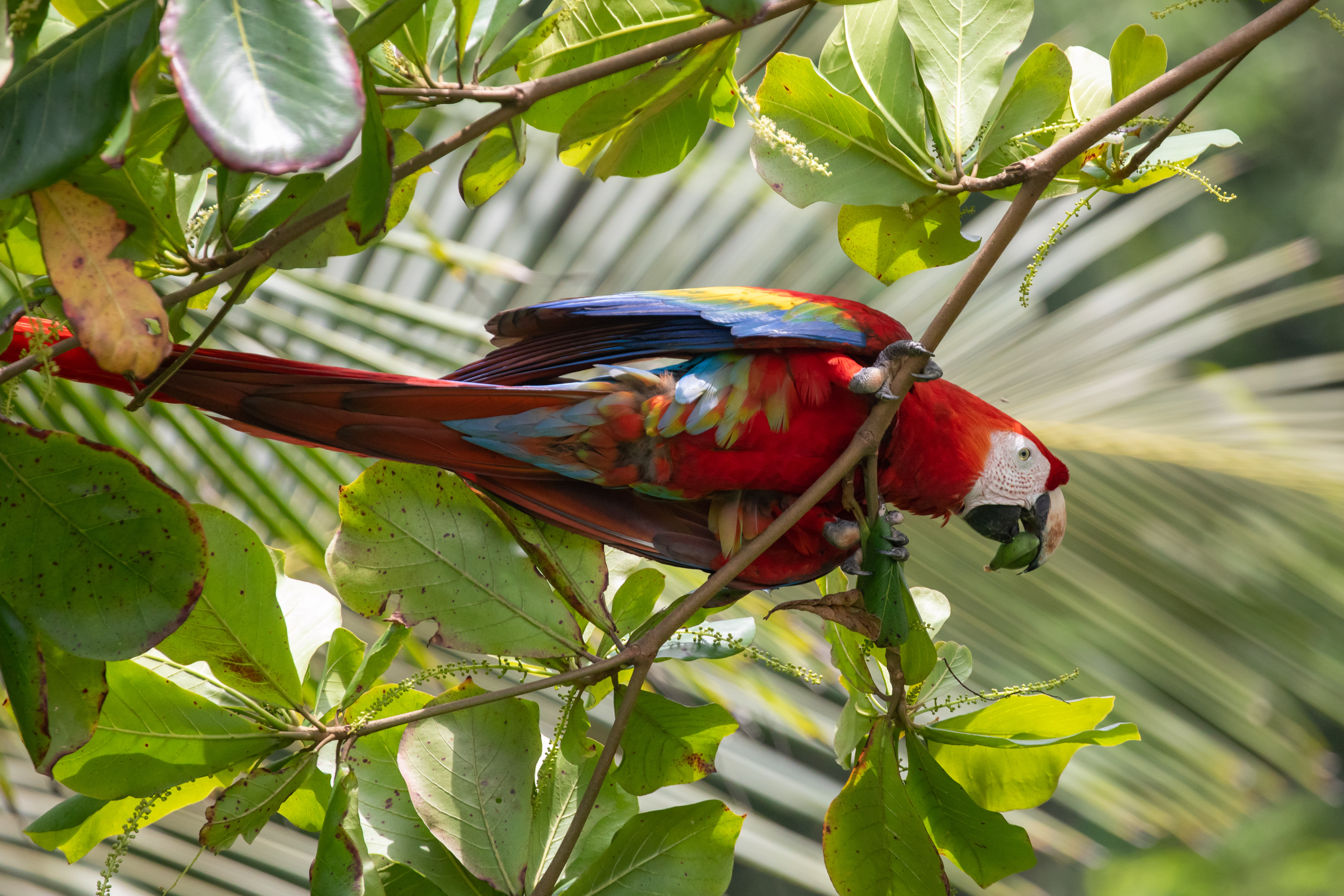 Costa Rica Parrot Macaw