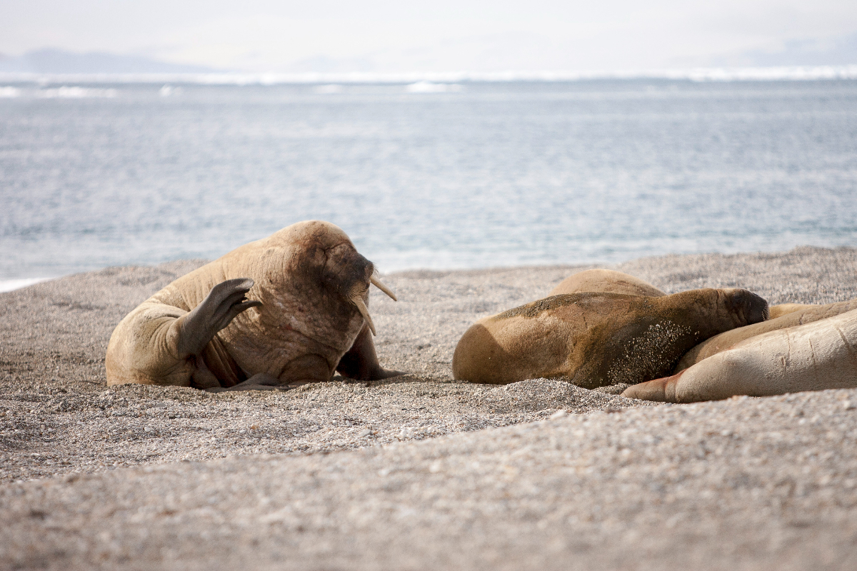 Gadventures Arctic Norway Walrus
