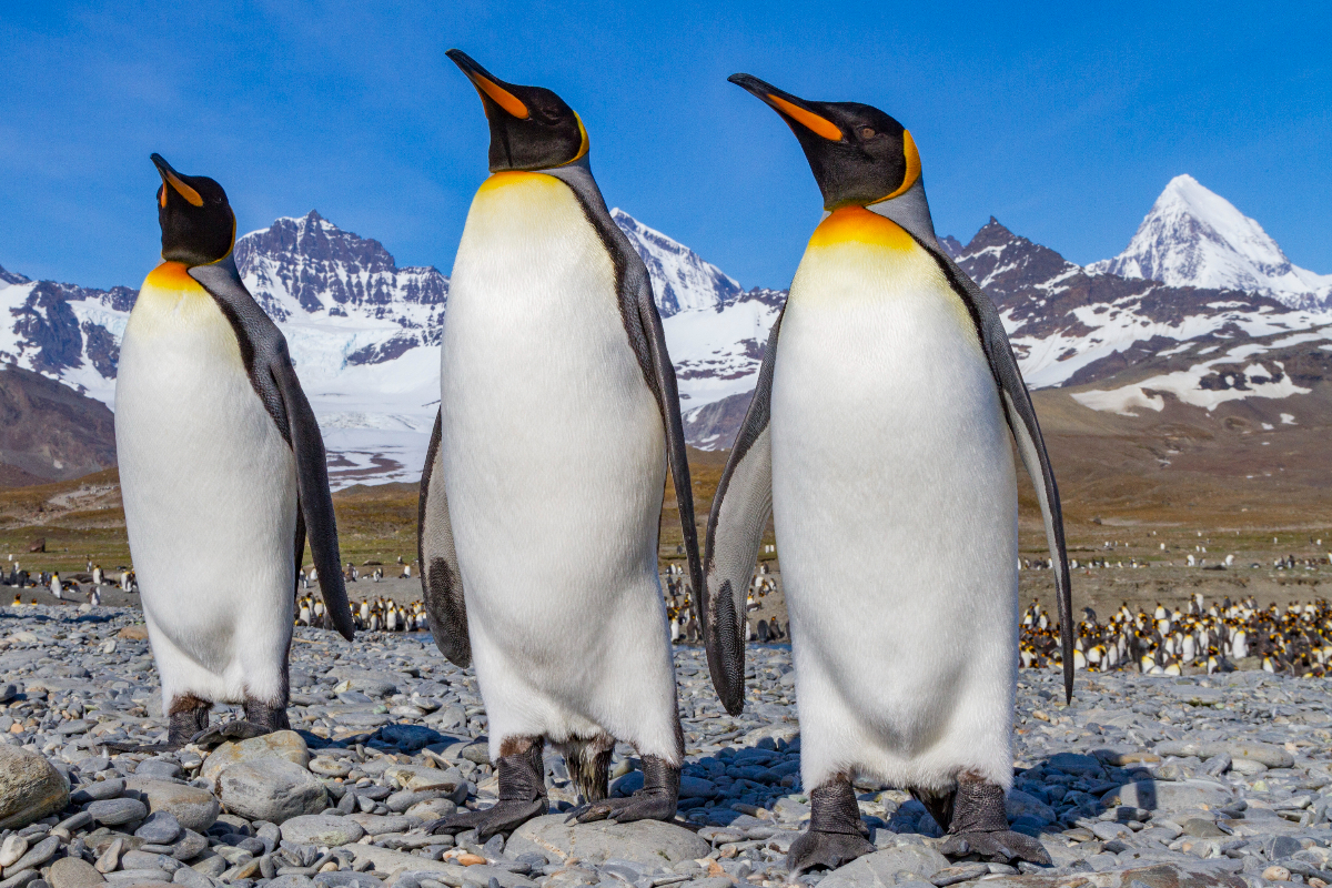 LEX South Georgia King Penguin