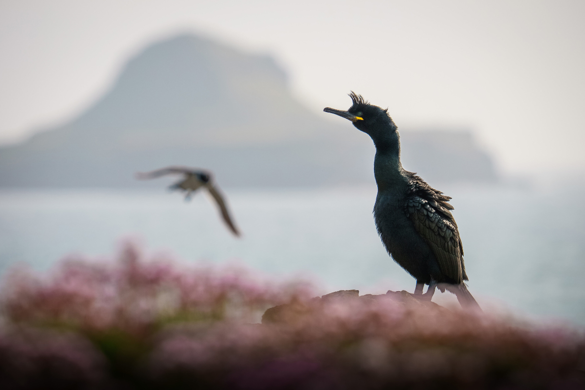 SSC Lunga Island Silversea Scotland