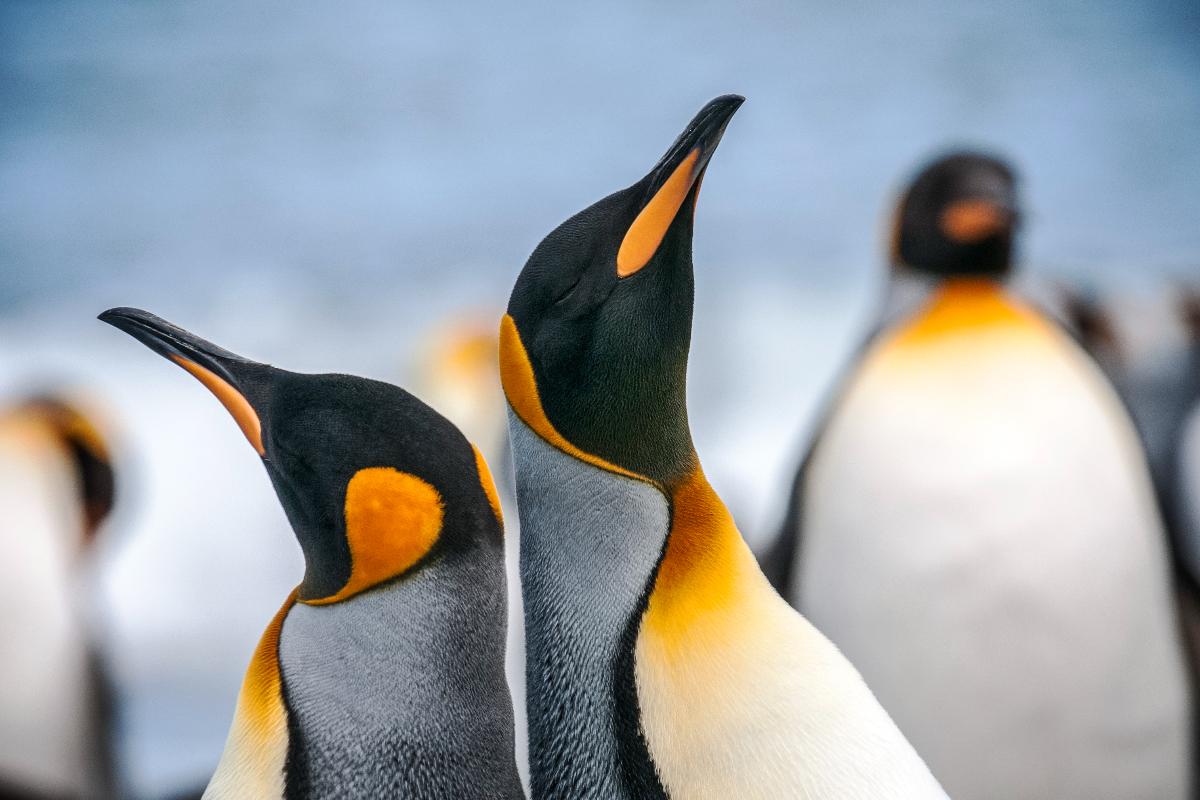 Antarctica King Penguins Close Up G Adventures