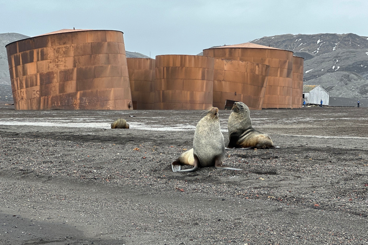 Deception Island: Antarctica’s Volcanic Enigma | ExplorEarth
