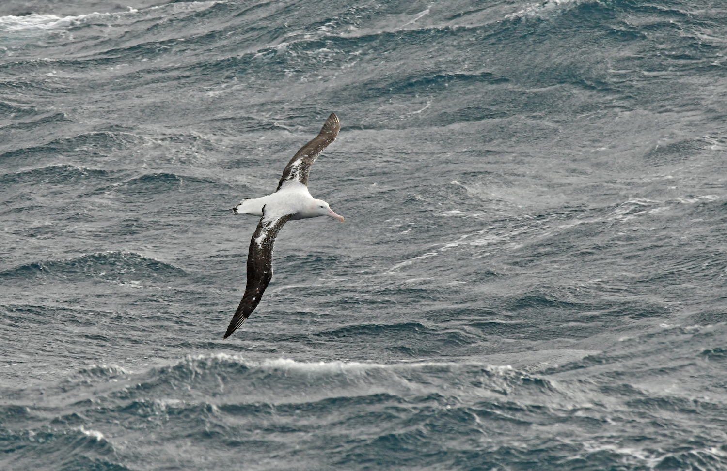 Wandering Albatross
