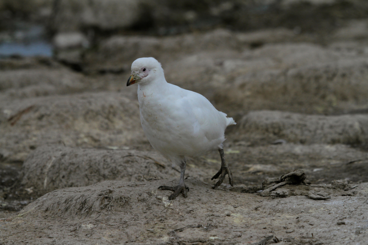 Snowy Sheathbill Falkland Islands By Mike Unwin