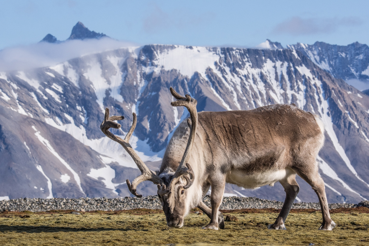 Svalbard Reindeer On Tundra Incredible Arctic Adobestock