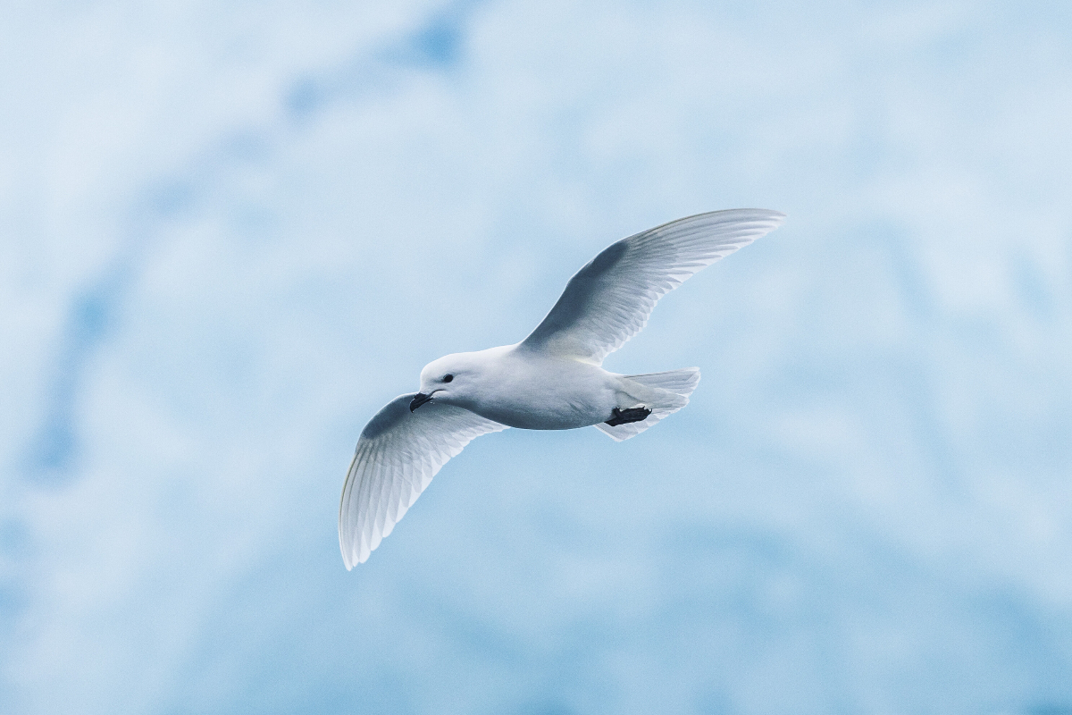 Bird In Antarctica Silversea