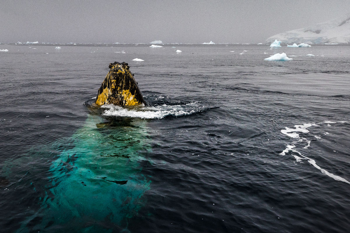 Humpback Whale Recess Cove Antarctica