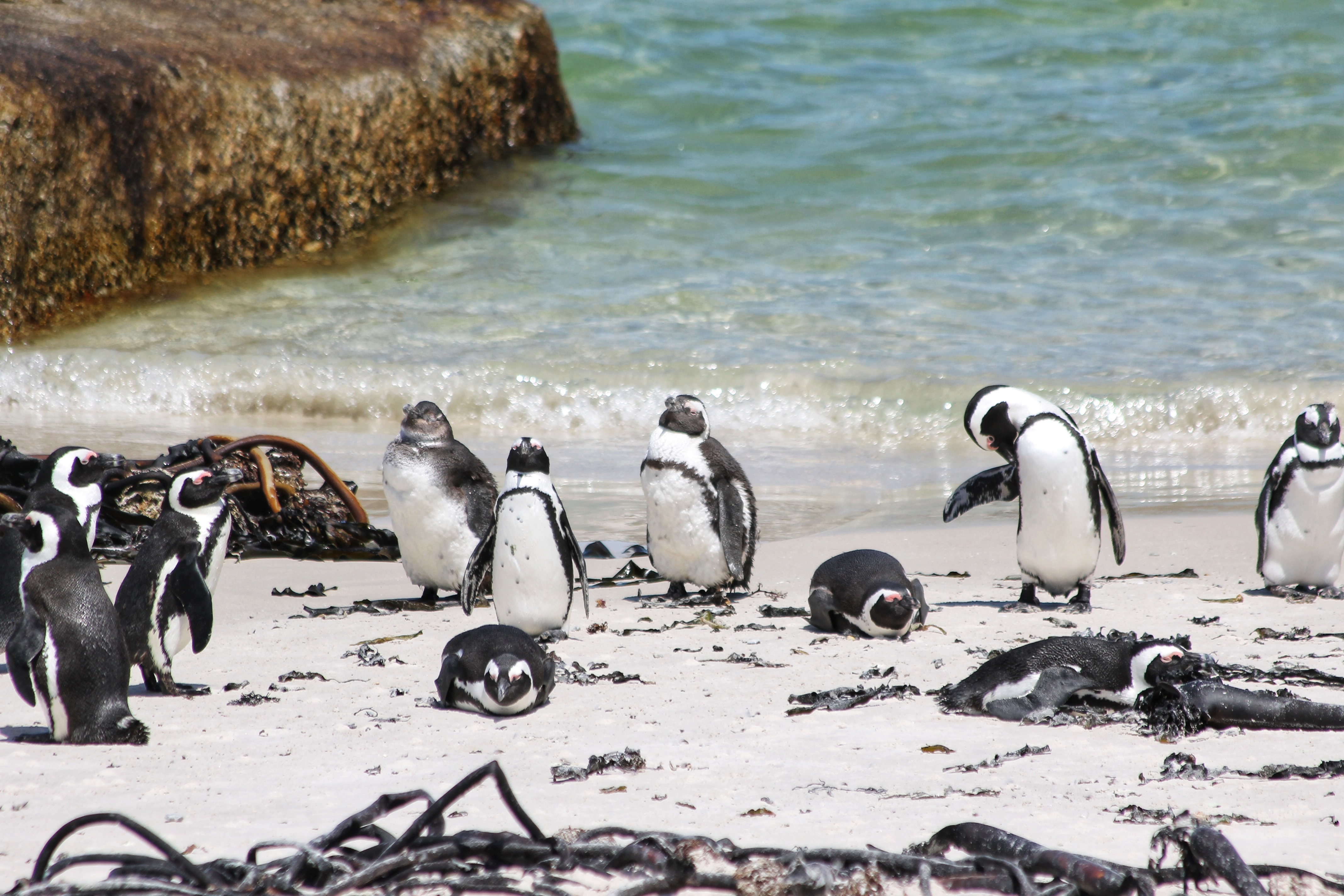 African Penguins on Boulders Beach South Africa
