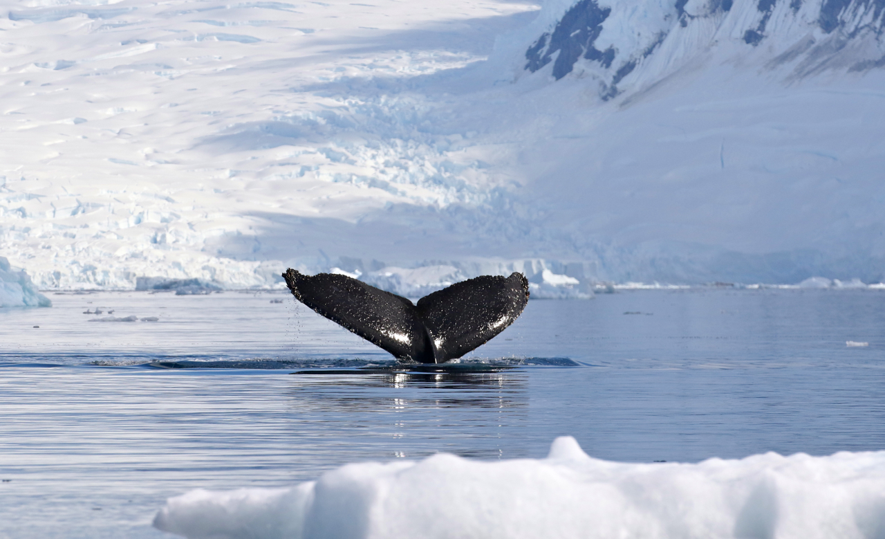 Humpback Whale Mike Unwin
