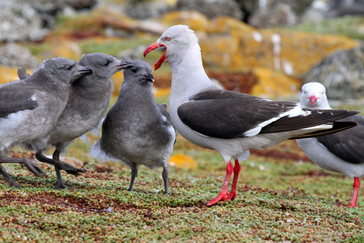 Seabirds Species | ExplorEarth